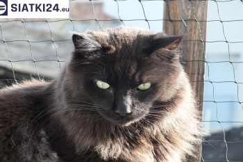 Siatki Chełmno - Zabezpieczenie balkonu siatką - Kocia siatka - bezpieczny kot dla terenów Chełmna